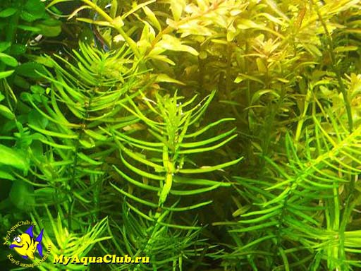 Пеплис, Дидиплис диандра или бутырлак двухтычинковый (Peplis diandra, Didiplis diandra) - аквариумное растение, высаживаемое в грунт.