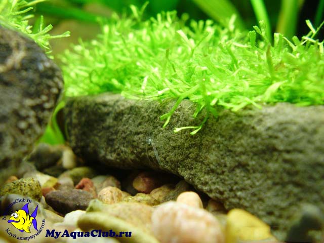 Риччия плавающая (Riccia fluitans) - аквариумное растение, плавающее на поверхносте воды