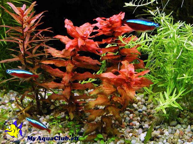 Ротала крупнотычинковая или ротала краснолистная (Rotala macrandra) - аквариумное растение, плавающее в воде.