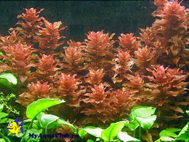 Ротала крупнотычинковая или ротала краснолистная (Rotala macrandra) - аквариумное растение, плавающее в воде.