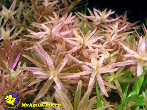 Ротала круглолистная или Ротала индийская (Rotala rotundifolia или Rotala indica) - аквариумное растение, плавающее в воде.