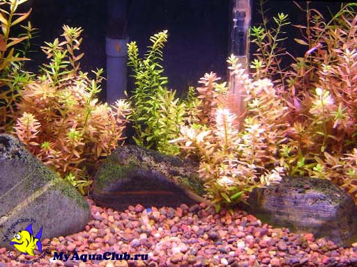 Ротала круглолистная или Ротала индийская (Rotala rotundifolia или Rotala indica) - аквариумное растение, плавающее в воде.