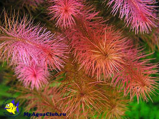 Ротала Валлиха или красная майака (Rotala wallichii) - аквариумное растение, плавающее в воде.