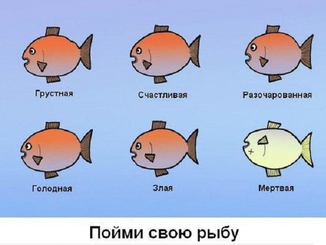 Юмор Аквариумистов - Пойми свою рыбку