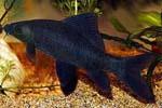 Лабео черный или черный морулис (Labeo chrisophecadion, Morulius chrysophekadion, Black shark)