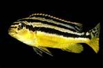 Меланохромис золотой или попугай золотой (Melanochromis auratus)