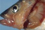 Бранхиомикоз (жаберная гниль) - заболевания аквариумных рыб