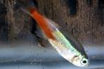 Неоновая болезнь или Плистифороз  - заболевания аквариумных рыб 