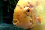 Гексамитоз - заболевания аквариумных рыб